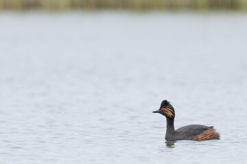 The black-necked grebe or eared grebe (Podiceps nigricollis) is a member of the grebe family of water birds.