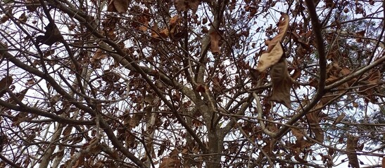 Bare Tree with Dried Brown Leaves in Autumn