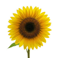 Fototapeta premium sunflower isolated on white background