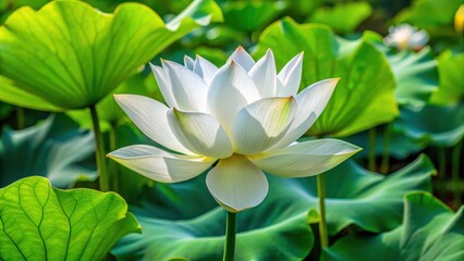 Large white lotus flower seed head with green stem and leaves, foliage, plants,  foliage, plants, nature