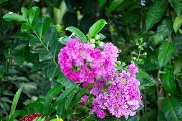 Shop on a plant and gardening market