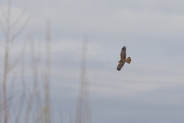 The western marsh harrier (Circus aeruginosus) is a large harrier, a bird of prey from temperate and subtropical western Eurasia and adjacent Africa. It is also known as the Eurasian marsh harrier.