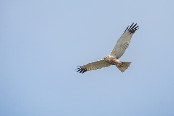 The western marsh harrier (Circus aeruginosus) is a large harrier, a bird of prey from temperate and subtropical western Eurasia and adjacent Africa. It is also known as the Eurasian marsh harrier.
