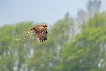 The western marsh harrier (Circus aeruginosus) is a large harrier, a bird of prey from temperate and subtropical western Eurasia and adjacent Africa. It is also known as the Eurasian marsh harrier.
