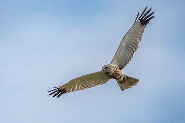 The western marsh harrier (Circus aeruginosus) is a large harrier, a bird of prey from temperate and subtropical western Eurasia and adjacent Africa. It is also known as the Eurasian marsh harrier.