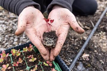 einpflanzen garten Hände erde saat pflanze
