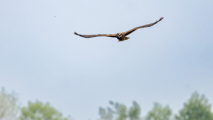 The western marsh harrier (Circus aeruginosus) is a large harrier, a bird of prey from temperate and subtropical western Eurasia and adjacent Africa. It is also known as the Eurasian marsh harrier.