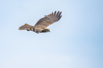 The western marsh harrier (Circus aeruginosus) is a large harrier, a bird of prey from temperate and subtropical western Eurasia and adjacent Africa. It is also known as the Eurasian marsh harrier.