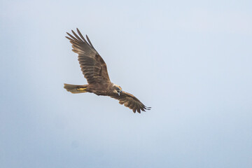 The western marsh harrier (Circus aeruginosus) is a large harrier, a bird of prey from temperate...