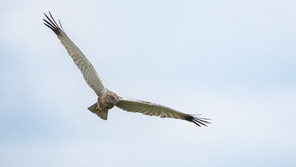 The western marsh harrier (Circus aeruginosus) is a large harrier, a bird of prey from temperate and subtropical western Eurasia and adjacent Africa. It is also known as the Eurasian marsh harrier.