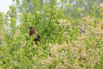 The western marsh harrier (Circus aeruginosus) is a large harrier, a bird of prey from temperate and subtropical western Eurasia and adjacent Africa. It is also known as the Eurasian marsh harrier.