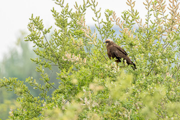 The western marsh harrier (Circus aeruginosus) is a large harrier, a bird of prey from temperate...