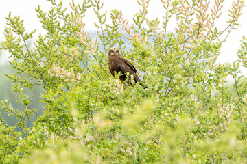 The western marsh harrier (Circus aeruginosus) is a large harrier, a bird of prey from temperate and subtropical western Eurasia and adjacent Africa. It is also known as the Eurasian marsh harrier.