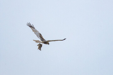 The western marsh harrier (Circus aeruginosus) is a large harrier, a bird of prey from temperate and subtropical western Eurasia and adjacent Africa. It is also known as the Eurasian marsh harrier.