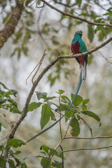 Resplendent Quetzal, Pharomachrus mocinno, from Savegre in Costa Rica with blurred green forest in background. Magnificent sacred green and red bird