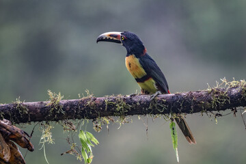 Toucan Collared Aracari, Pteroglossus torquatus, bird with big bill. Toucan sitting on the moss branch in the forest, Boca Tapada, Costa Rica. Nature travel in central America