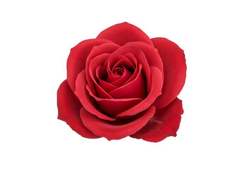 Red Rose Flower Image