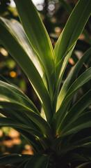 Obraz premium Close up of vibrant green plant leaves in natural outdoor setting