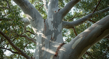 Fototapeta premium Close up view of a textured eucalyptus tree trunk and branches in nature