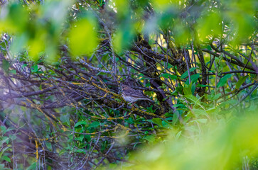 A Eurasian nuthatch bird rests quietly on a branch surrounded by tangled spring green twigs. Close-up from below shows calm bird framed by tree limbs, evoking stillness in spring woods, quiet 