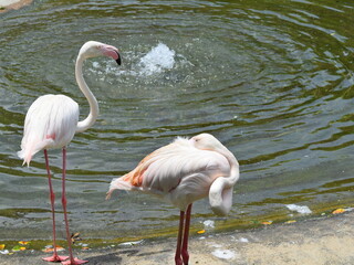 Pink Flamingos standing by the water at Kuala Lumpur Bird Park, Malaysia