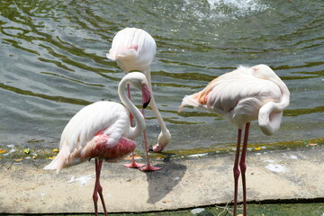 Pink Flamingos standing by the water at Kuala Lumpur Bird Park, Malaysia