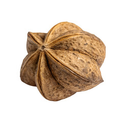 Sacha inch isolated on transparent background