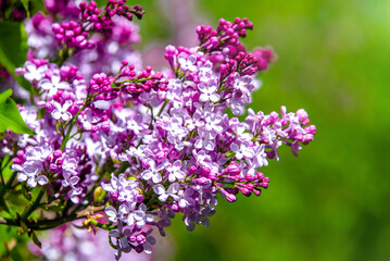 Obraz premium Pink lilac blooms in the Botanical garden 