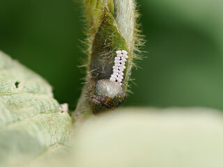 植物に卵を産み付けるマルカメムシ
