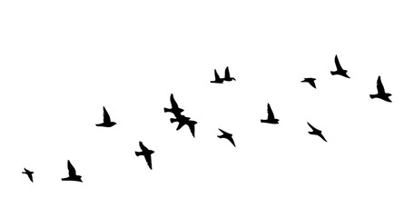 Flying birds silhouette flock. hand drawing. Not AI. Vector illustration.