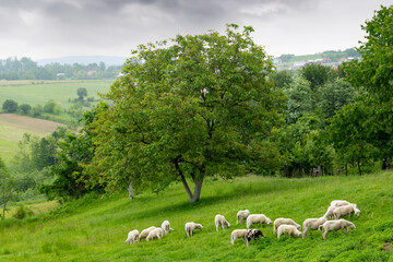 Rural area in western Serbia. Sheep grazing in the pasture.