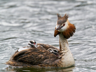 Great crested grebe (Podiceps cristatus) with chicks
