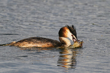 Great crested grebe (Podiceps cristatus)