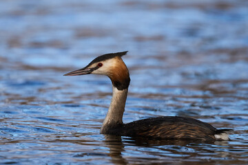 Great crested grebe (Podiceps cristatus)