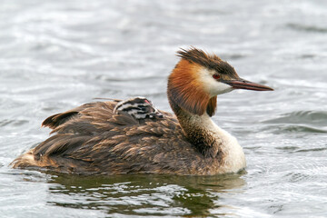 Great crested grebe (Podiceps cristatus) with chicks