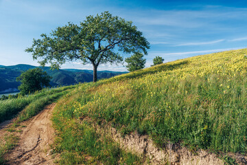Dirt road leading to blooming meadow with lonely tree and danube bend in background