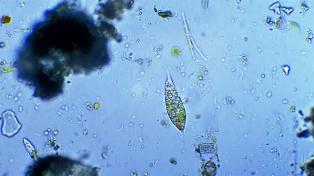 Micro organism Euglena - microscope magnification