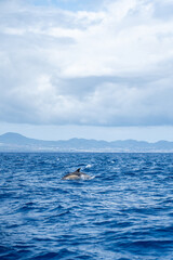 Obraz premium Dolphin swimming in ocean waters near the scenic mountainous coastline