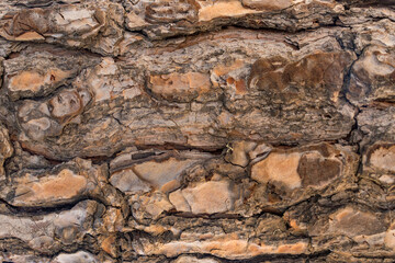 Embossed texture of the bark of oak. Panoramic photo of the oak texture.