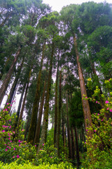 A forest of tall trees with moss-covered trunks and pink wildflowers beneath