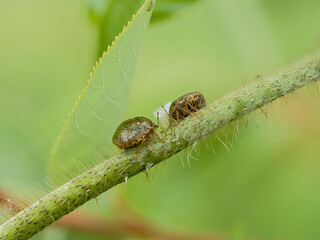 植物に付いたマルカメムシ