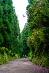 Two hikers on a lush, flower-lined forest road under towering green trees