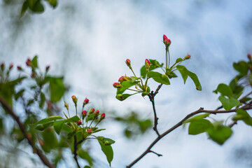 Spring apple blossoms in the Middle Urals, May 2025.