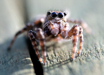spider on the wall