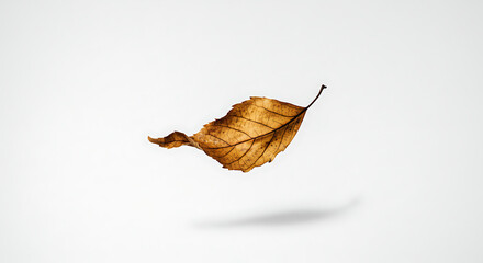 Obraz premium Dried leaf floating gently autumnal elegance nature's delicate dance