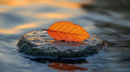Autumn leaf on a rock in water