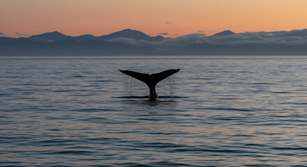 Fototapeta premium Whale tail sunset silhouette majestic ocean beauty serene nature escape