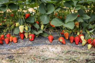 Strawberry. Red juicy strawberries. Cultivation of strawberries. Lots of ripe strawberries on a bush