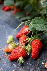 Strawberry. Red juicy strawberries. Cultivation of strawberries.