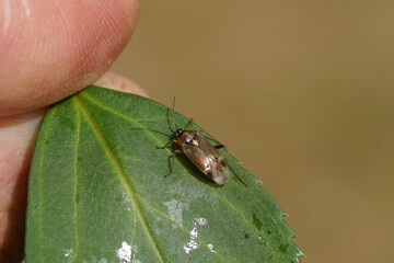 Female plantbug Harpocera thoracica on a leaf. Tribe: Phylini. Subfamily: Orthotylinae. Family:...